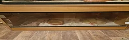 Corn Snake reptiles for sale: Corn Snake with Vivarium in Neath - Advert 2