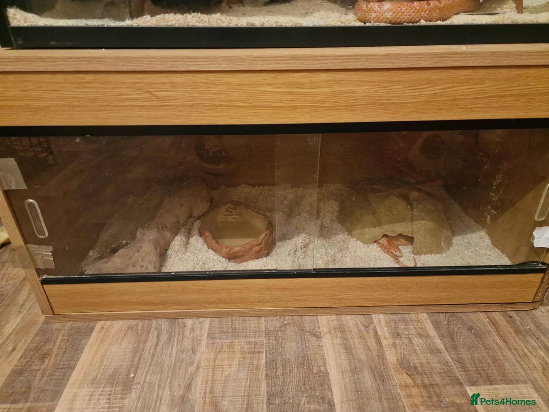 Corn Snake reptiles for sale: Corn Snake with Vivarium in Neath - Advert 2