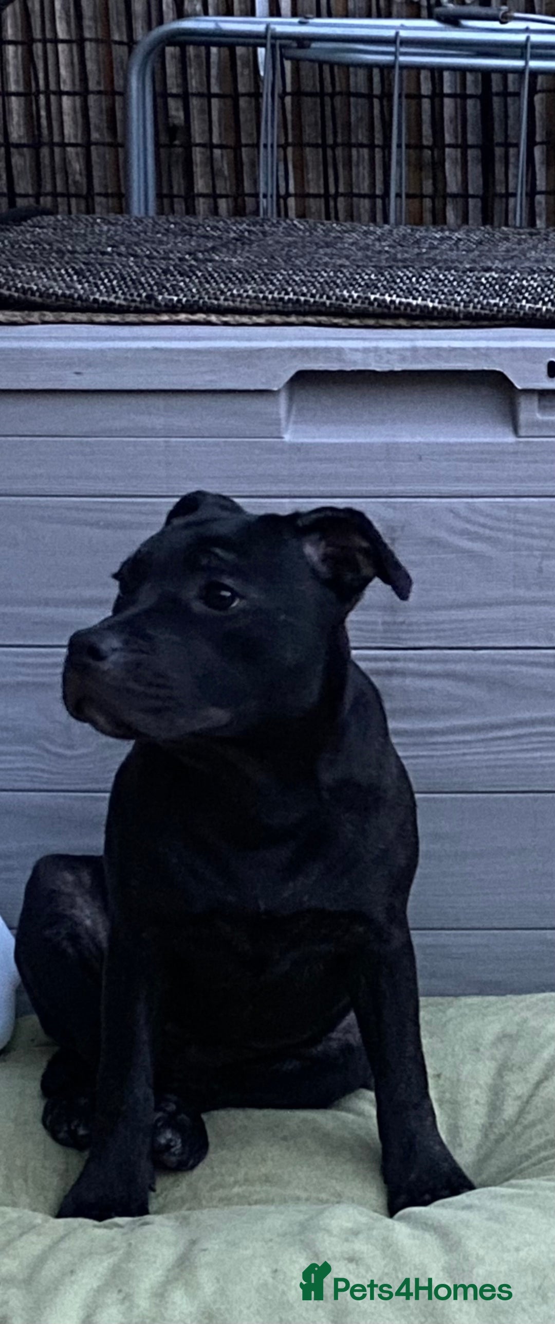 Staffordshire Bull Terrier dogs for sale: Kc reg staffordshire bull terrier female - Image 3