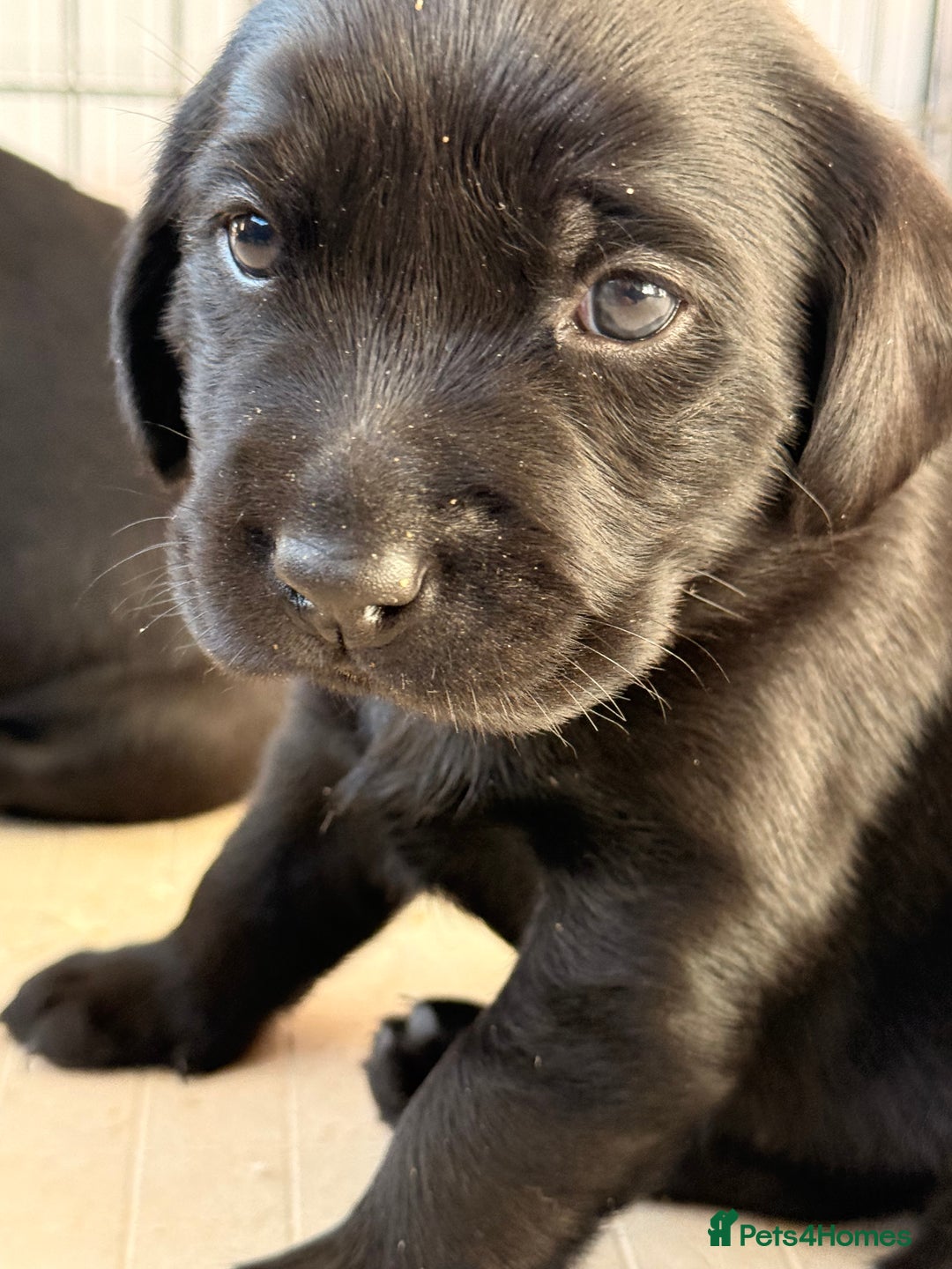 Labrador Retriever dogs for sale: Beautiful chunky litter of black pups  - Advert 23