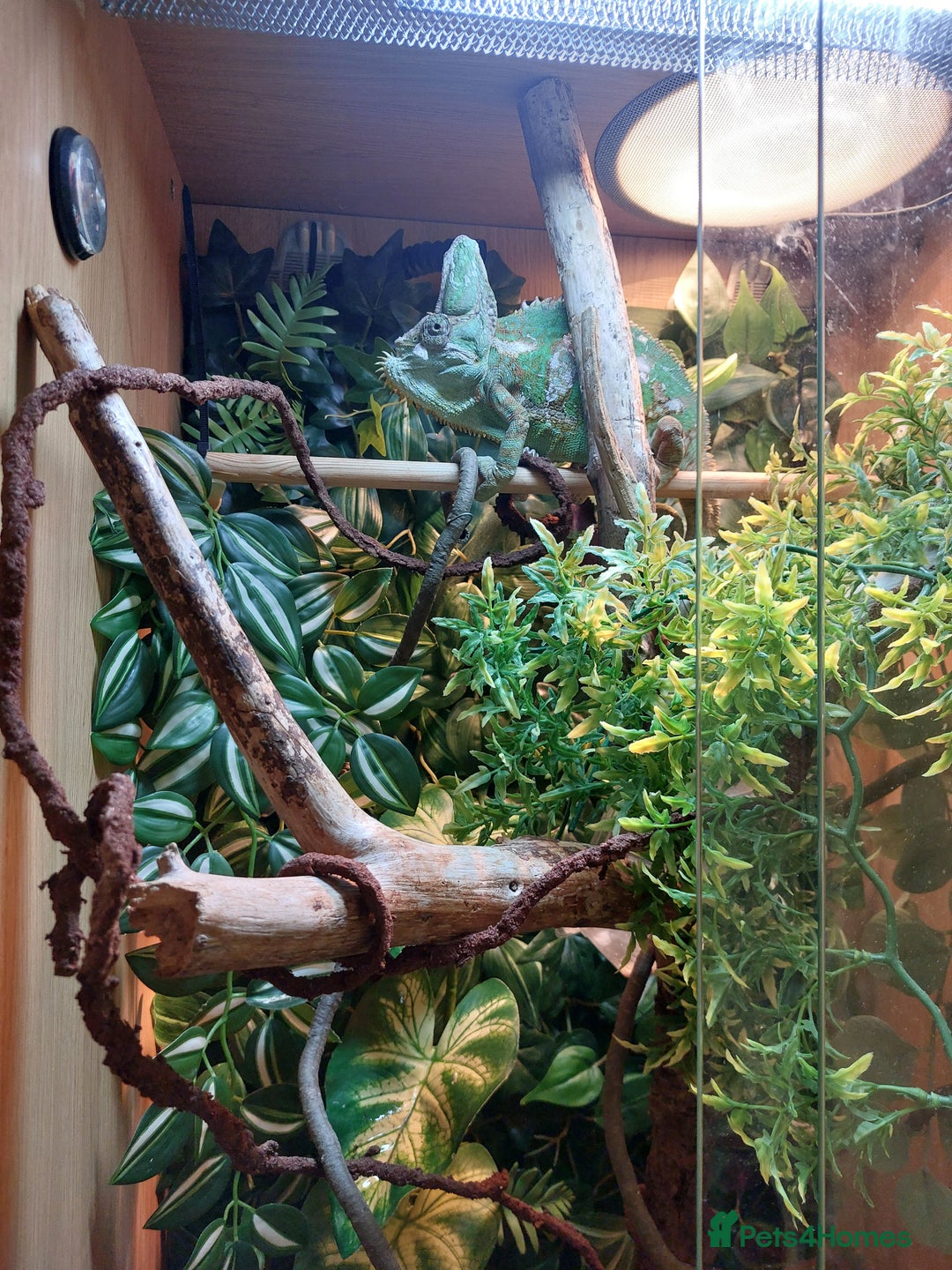 Chameleon reptiles for sale: Yemen Chameleon  - Image 2