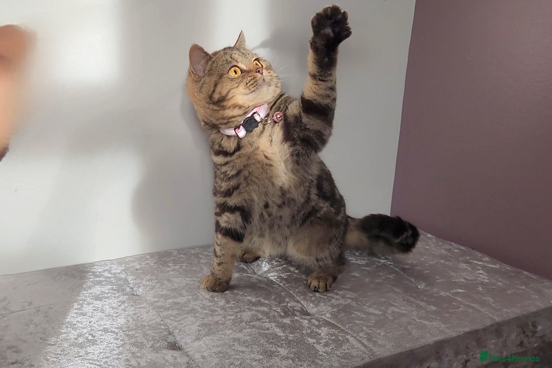 British Shorthair cats for sale: 🏆 Pedigree Silver British Shorthair Kittens 🏆 - Advert 10