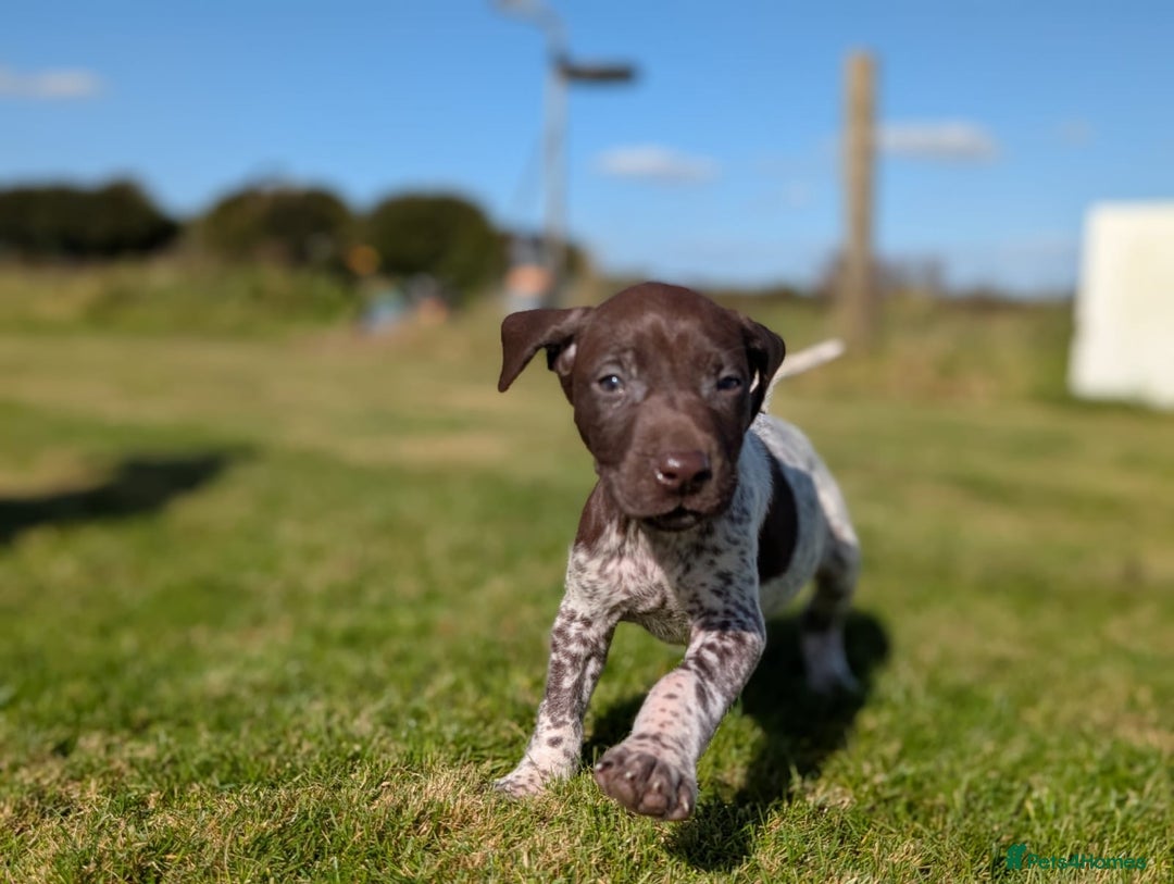 German Shorthaired Pointer dogs for sale: 7 Beautiful KC GSP Puppies - Image 7