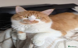 Maine Coon cats for sale: Maine coon X Ragdoll kittens - Image 7