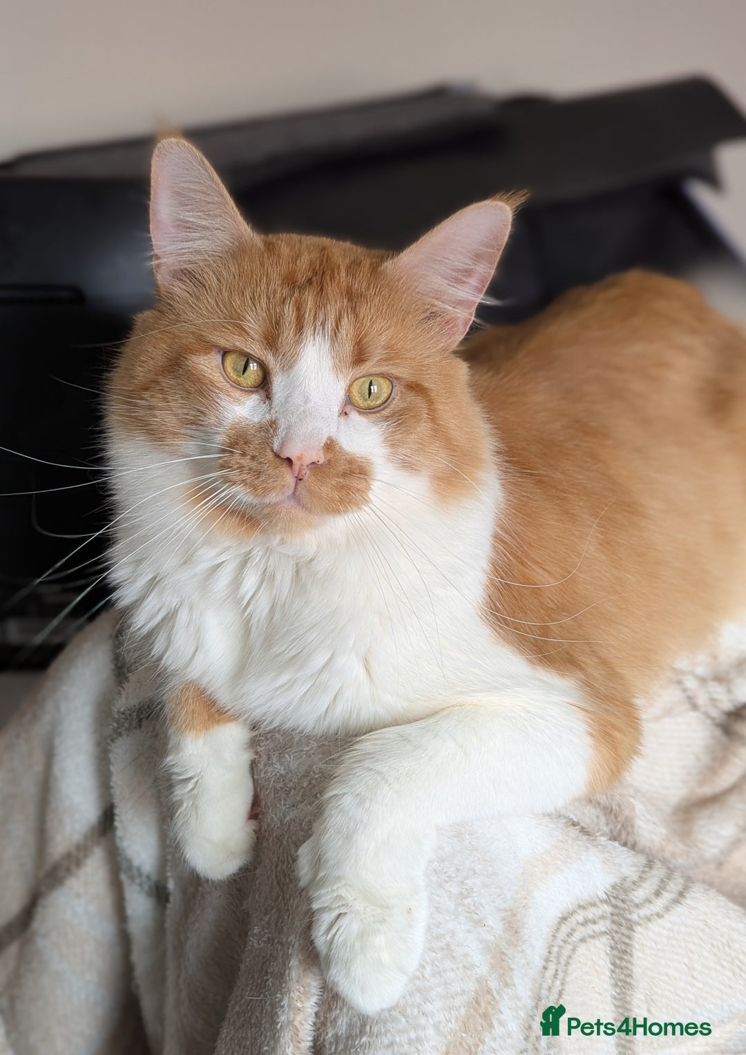 Maine Coon cats for sale: Maine coon X Ragdoll kittens - Image 7
