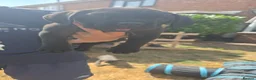 Cane Corso dogs for sale: A families best friend 🧡  - Advert 8