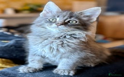 Maine Coon cats for sale: Ready NOW! TICA splendid Maine Coon - Image 9