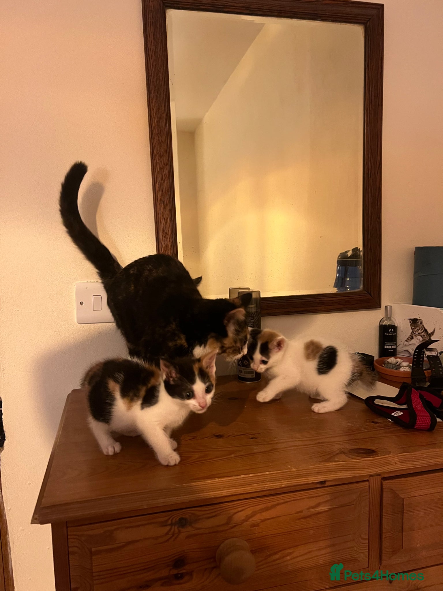 Mixed Breed cats for sale: Gorgeous Friendly Calico kittens - Advert 4