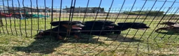 Doxiepoo dogs for sale: Beautiful mini Daxi Poos  - Advert 3