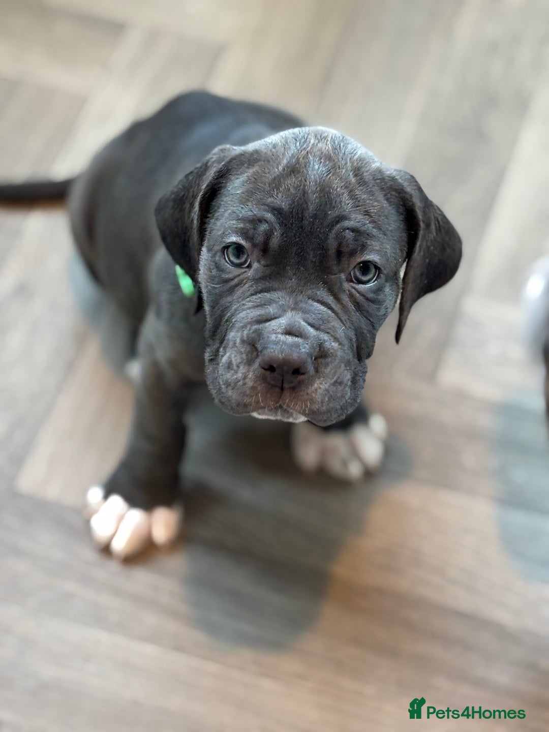 Neapolitan Mastiff dogs for sale: Mastiffs - Advert 10