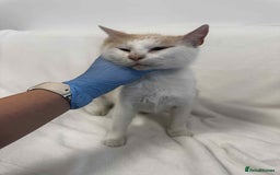 Mixed Breed cats for adoption: 💍Pearl💍is looking for her forever home!  - Image 4