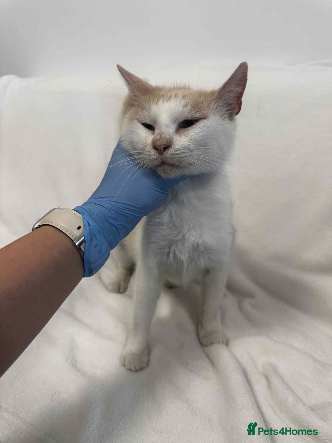 Mixed Breed cats for adoption: 💍Pearl💍is looking for her forever home!  - Image 4