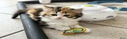 British Shorthair cats for sale: Beautiful British Shorthair & Longhair Kittens - Advert 14