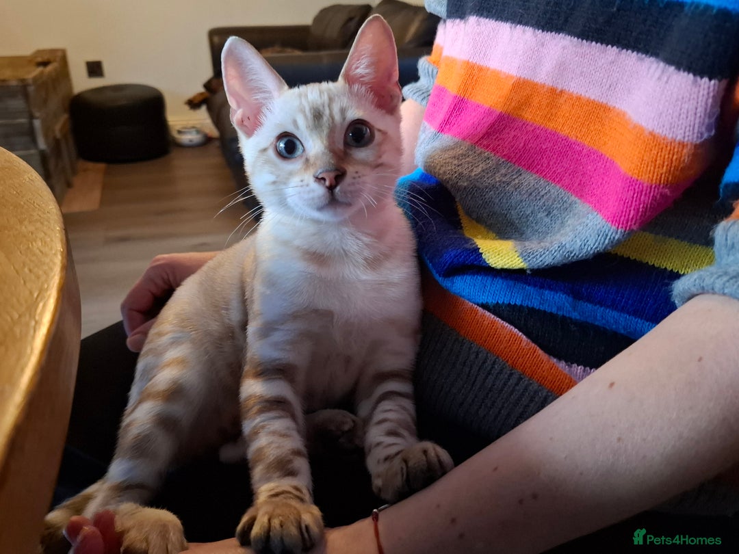 Bengal cats for sale: Prenium TICA registered Bengal Kittens - Image 2