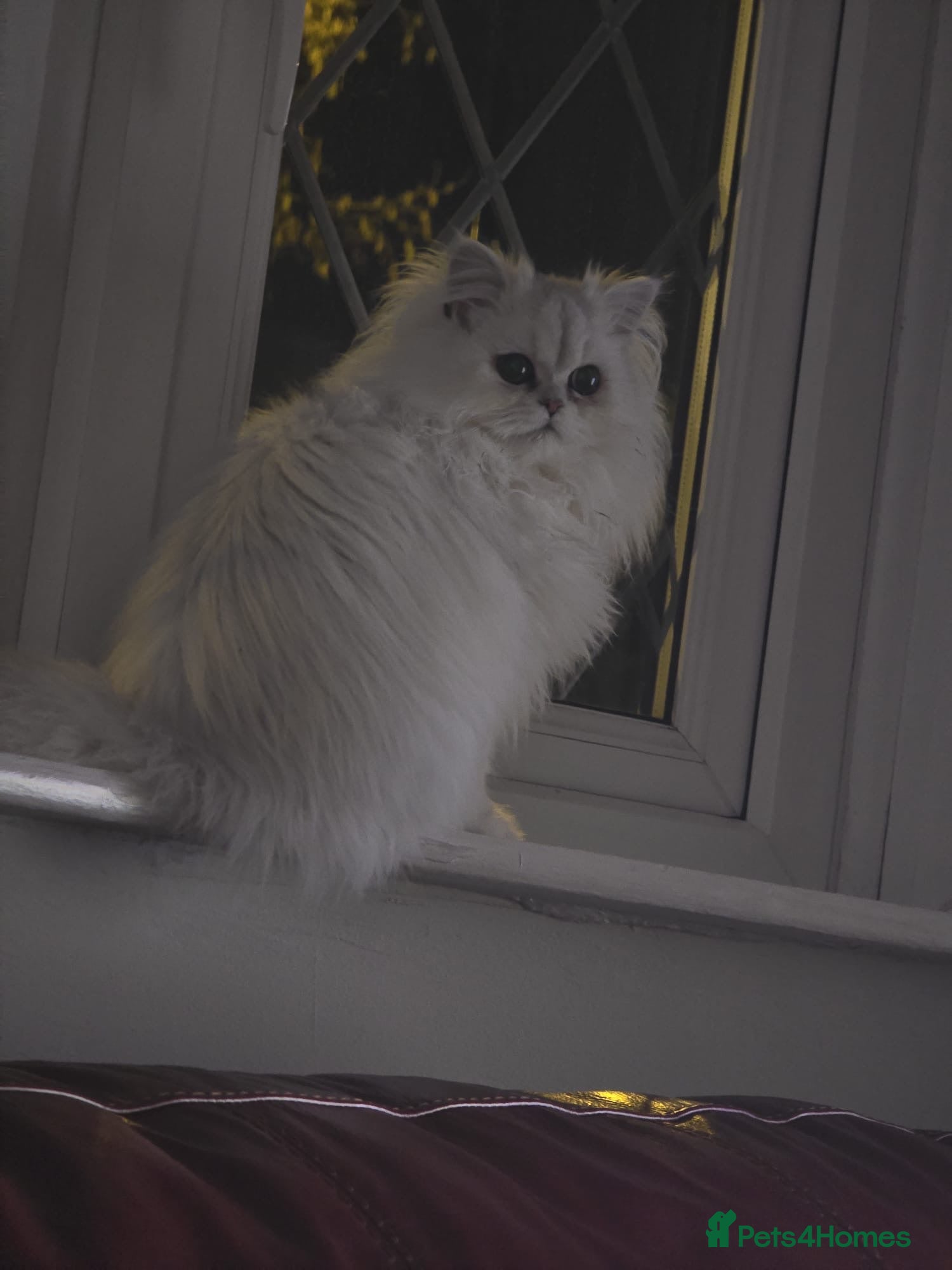 Persian cats Persian chinchilla pure breed - Advert 1