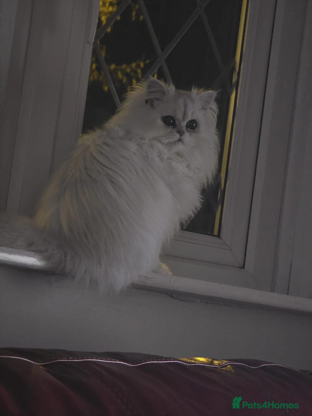 Persian cats for sale: Persian chinchilla pure breed in Mitcham - Advert 1
