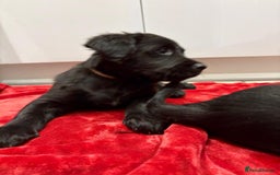 Mixed Breed dogs for sale: Rare black golden cocker puppies - Image 4