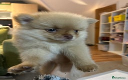 Pomeranian dogs for sale: 2 stunning boy Pomeranian pups ready in 1 week  - Image 10