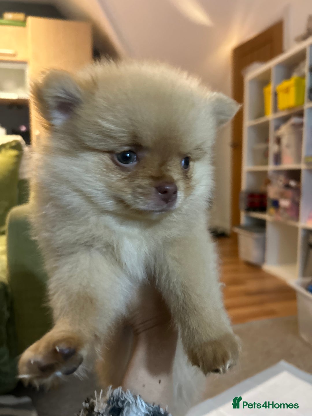 Pomeranian dogs for sale: 2 stunning boy Pomeranian pups ready in 1 week  - Image 10