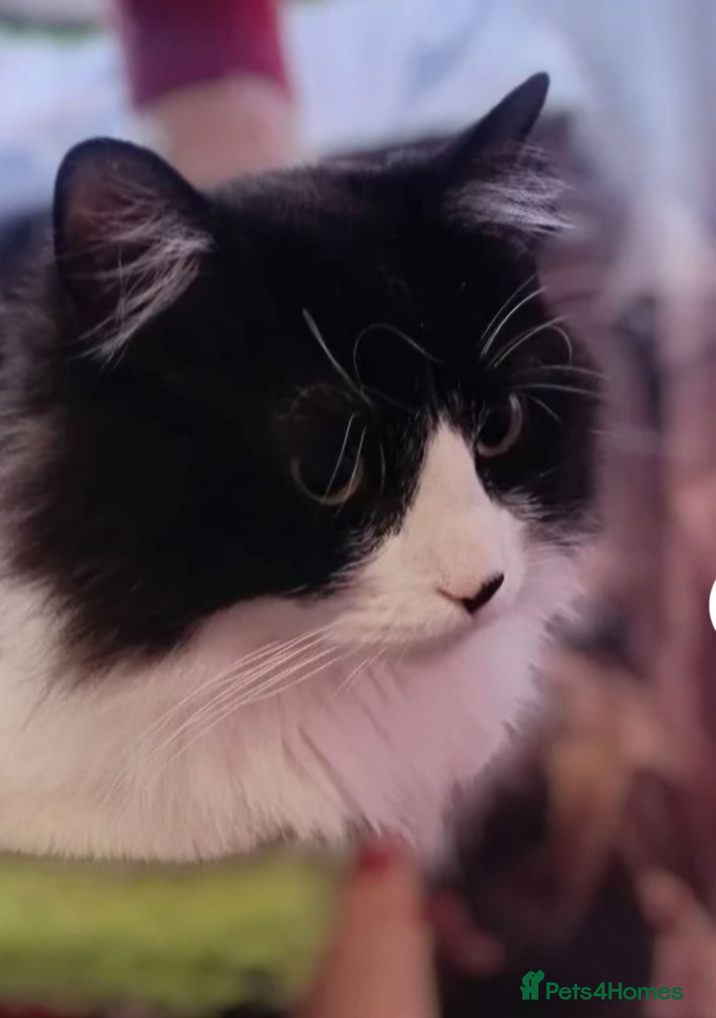 Mixed Breed cats Two beautiful female cats for adoption  - Advert 1