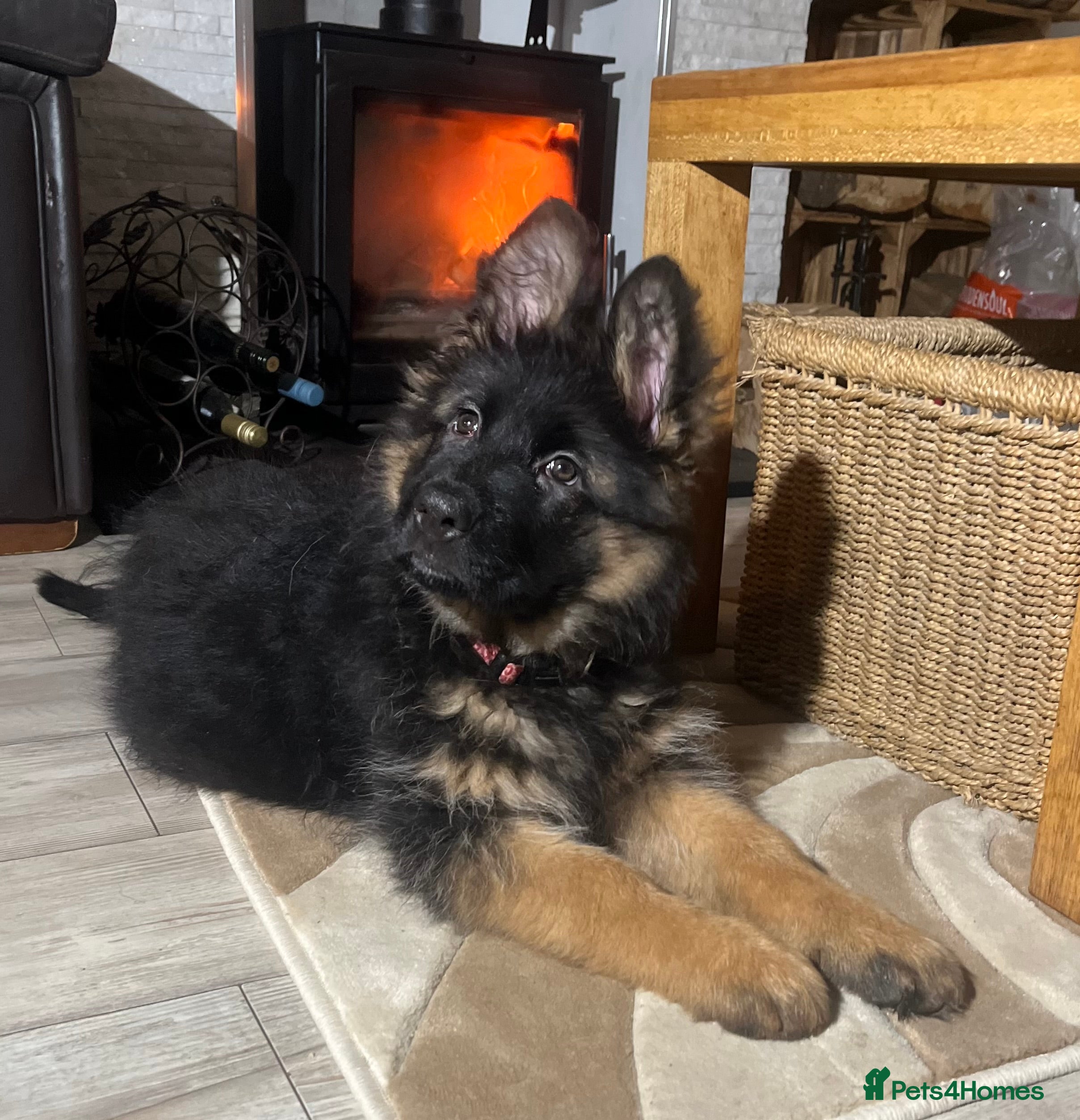 German Shepherd dogs Outstanding Gsd girls for sale  - Advert 15