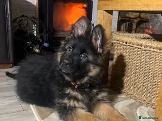 German Shepherd dogs Outstanding Gsd girls for sale - Advert 15
