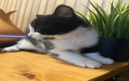 Mixed Breed cats for sale:  Adorable Kittens Ready for Their Forever Homes - Image 4