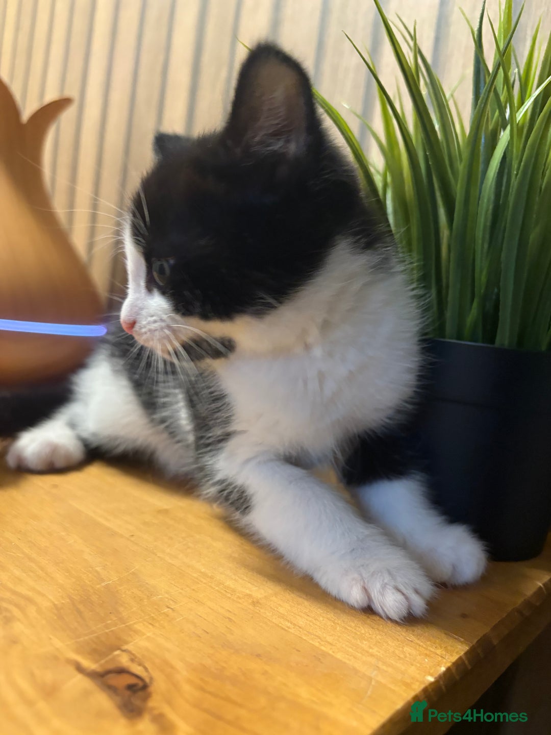 Mixed Breed cats for sale:  Adorable Kittens Ready for Their Forever Homes - Image 4