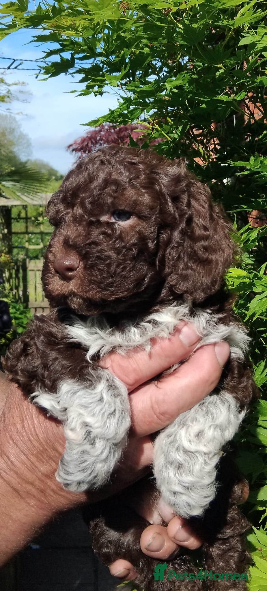 Lagotto Romagnolo dogs Kc lagotto romagnolo puppies - Advert 3