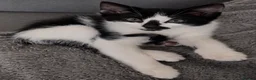 Mixed Breed cats for sale: 9 weeks old beautiful kitten  in Orpington - Advert 5