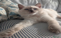 Ragdoll cats for sale: Male Ragdoll Seeks Loving Home💙 - Image 5