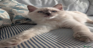 Ragdoll cats - Advert 12