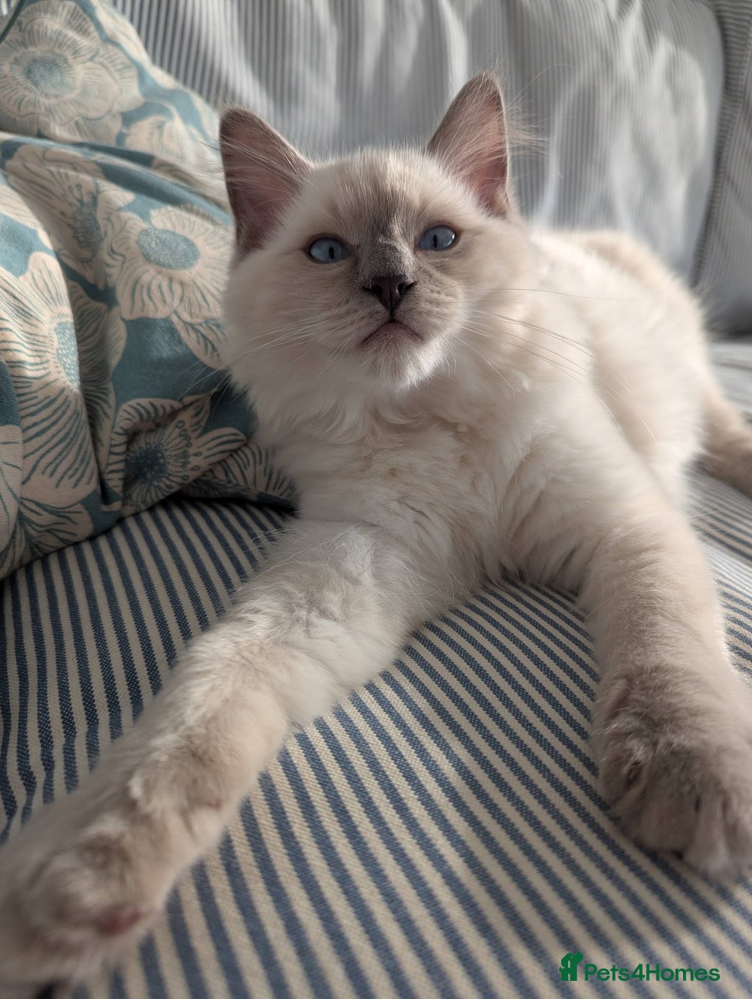Ragdoll cats for sale: Male Ragdoll Seeks Loving Home💙 - Image 5