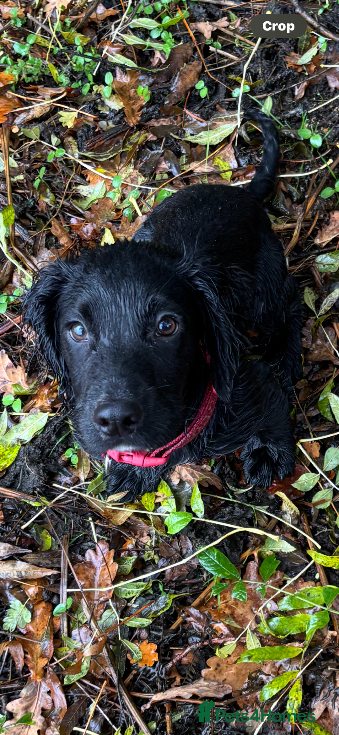 Cocker Spaniel dogs for sale: 8 month old cocker spaniel boy  - Advert 1