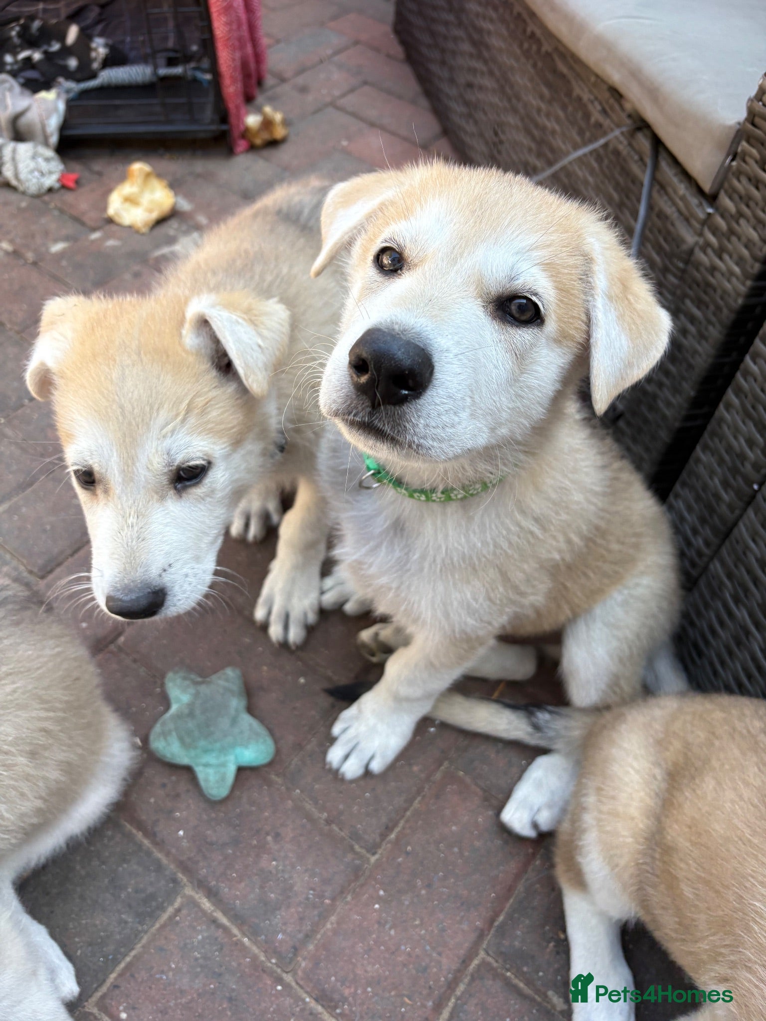 Mixed Breed dogs White Swiss shepherd cross wolf dog - Advert 15