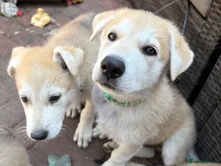 Mixed Breed dogs White Swiss shepherd cross wolf dog - Advert 15
