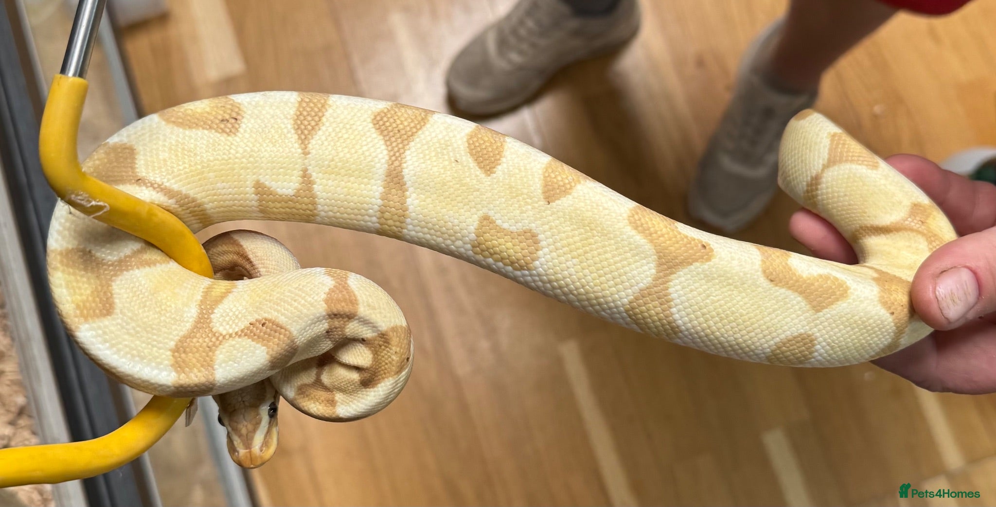 Snake reptiles Mixed Snakes - Advert 1