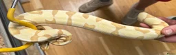 Snake reptiles for sale: Mixed Snakes - Advert 27