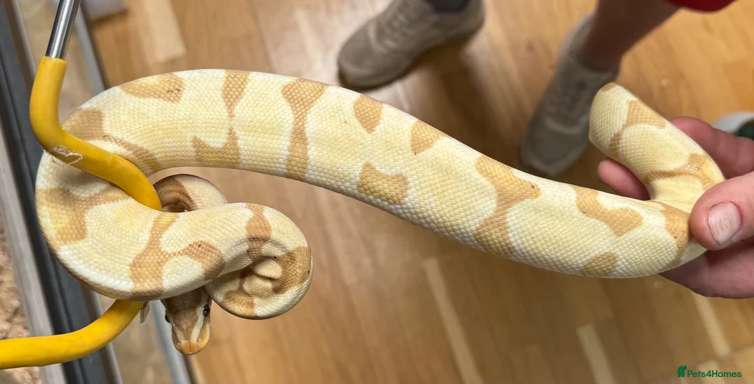 Snake reptiles for sale: Mixed Snakes - Advert 1