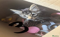 British Longhair cats for sale: 3 kittens ready for forever homes  - Image 14