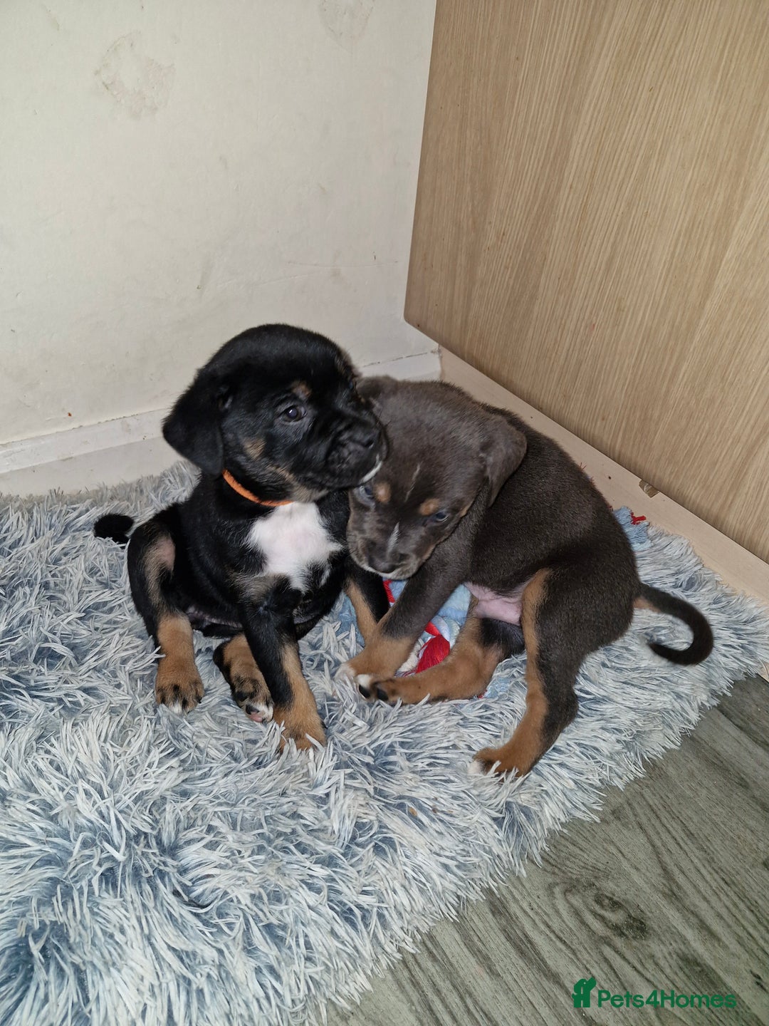 Mixed Breed dogs for sale: Staffy cross pups  - Advert 2