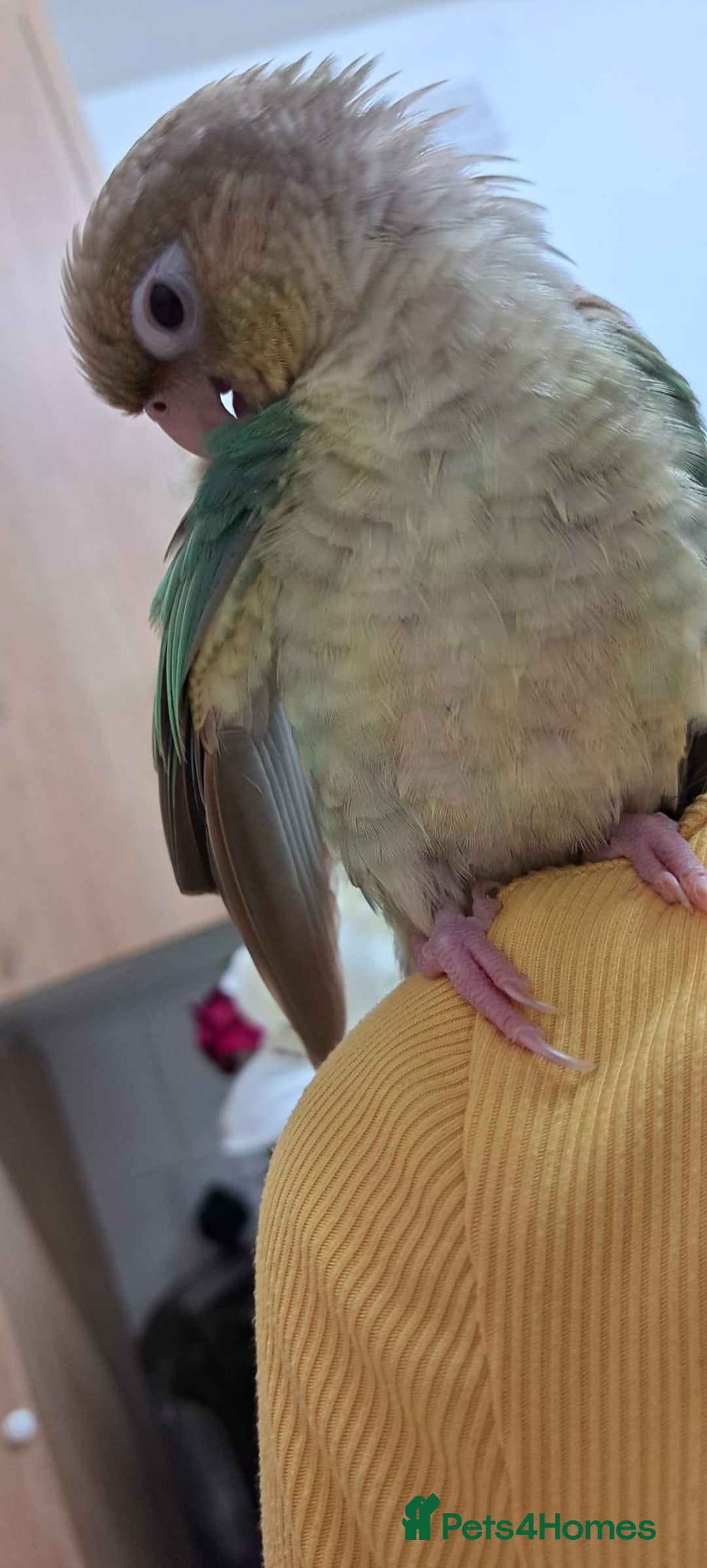 Conures birds for sale:   Green cheek conure baby  - Image 3