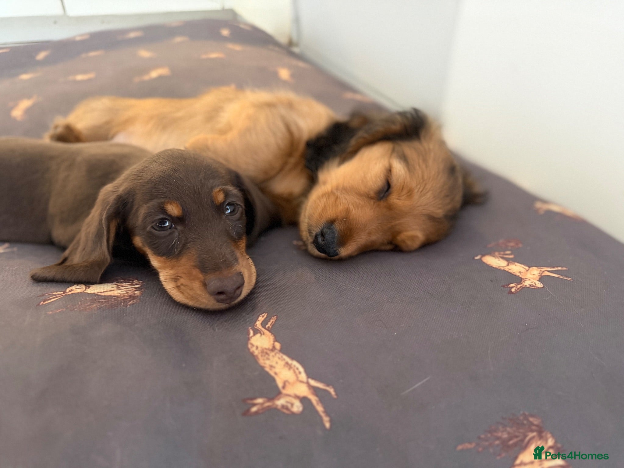 Miniature Dachshund dogs Quality miniature dachshunds  - Advert 2