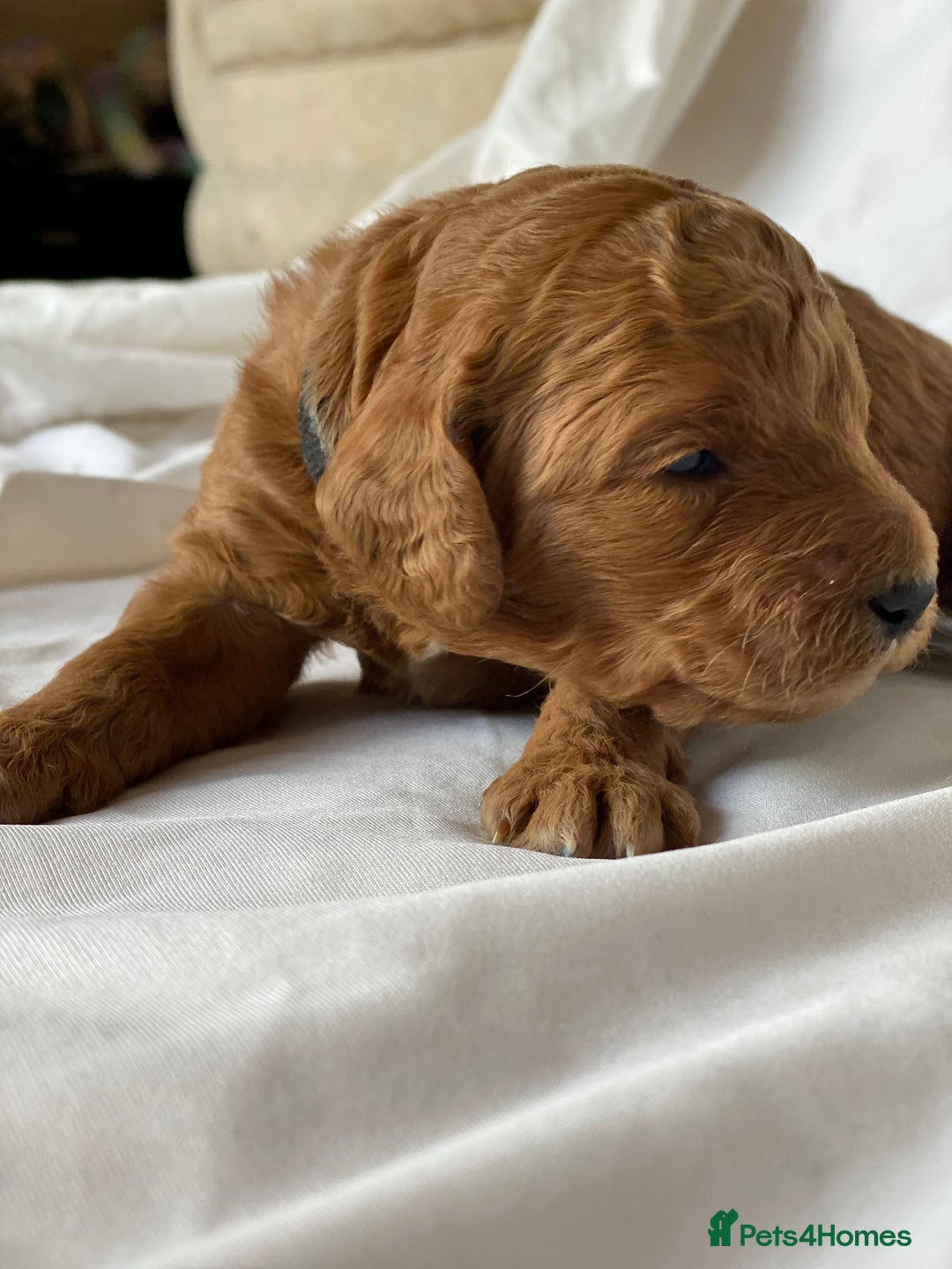 Labradoodle dogs for sale: Beautiful F3b Labradoodle Puppies - Image 14
