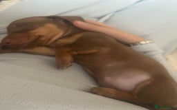 Miniature Dachshund dogs for sale: Miniature Dachshund Puppies - Image 32