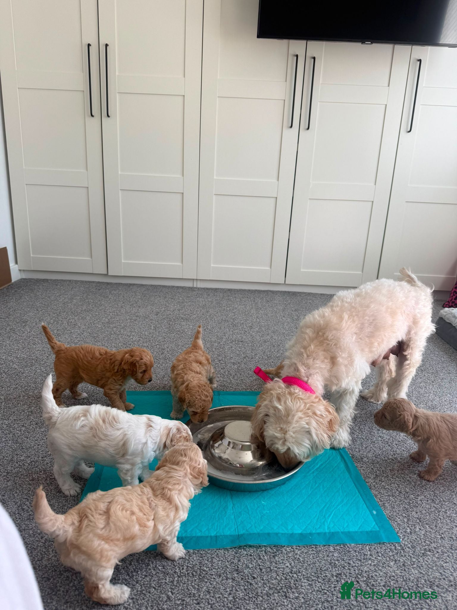 Mixed Breed dogs Cavapoochon puppies  - Advert 1