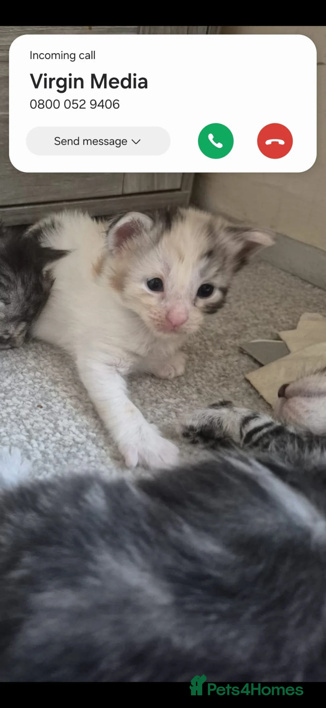 Maine Coon cats for sale: Maine coon baby floofs in Ivybridge - Advert 2
