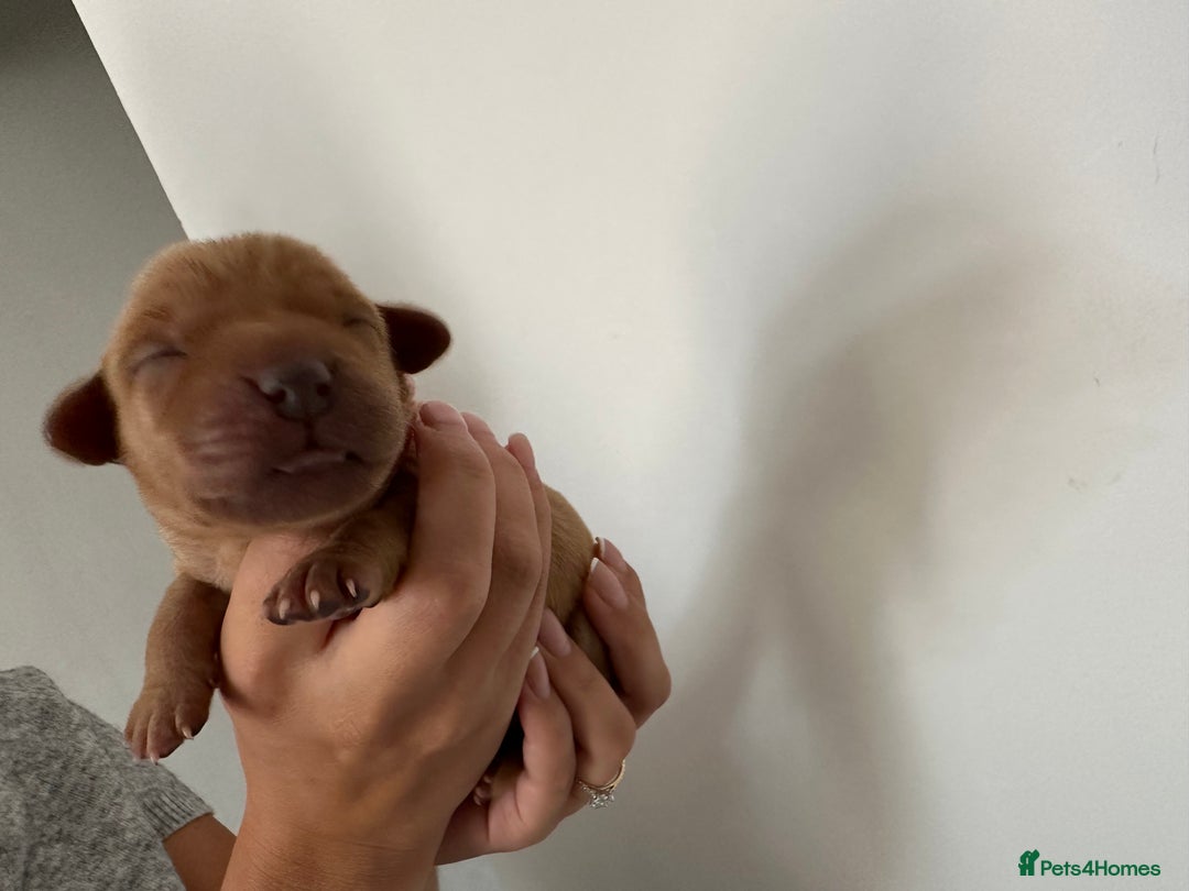 Labrador Retriever dogs for sale: Working Class Fox Red Labs  - Image 10