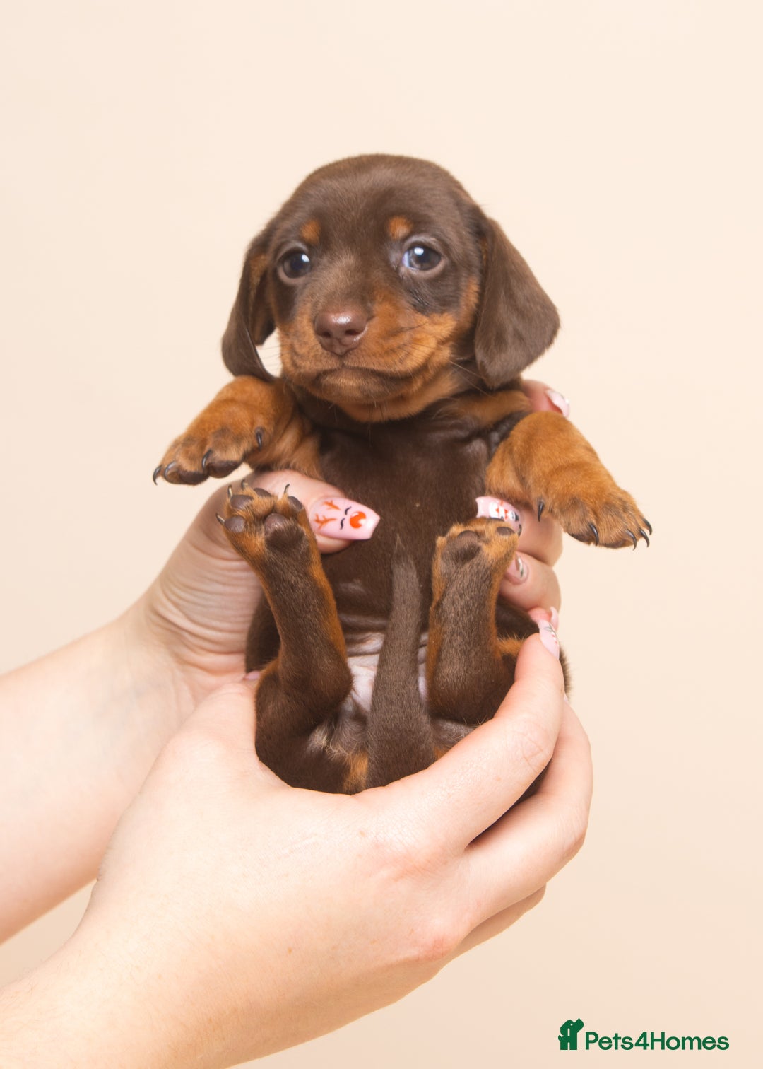 Miniature Dachshund dogs for sale: True Miniature Dachshund Puppies - Advert 6