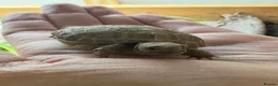 Tortoise reptiles for sale: Horsfield (Russian) tortoise hatchlings, for sale  - Advert 4